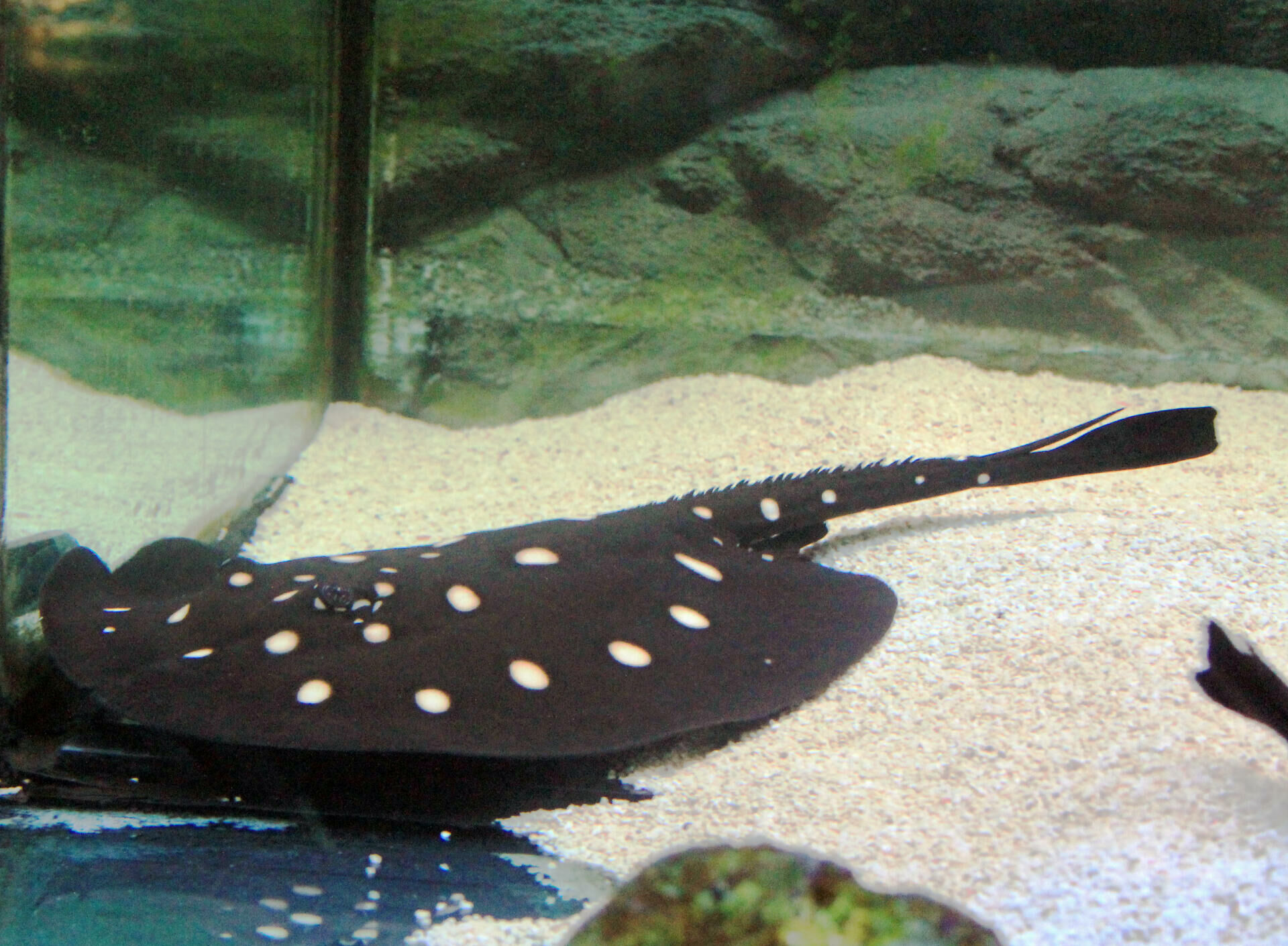 Imagem do Arraia Leopoldi